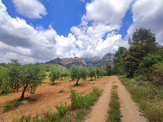Fototapeta na wymiar Natural parc of Montserrat in Catalonia/Spain. Typical Mediterranean landscape, with olive trees, flowers on a day with big clouds at summer. 