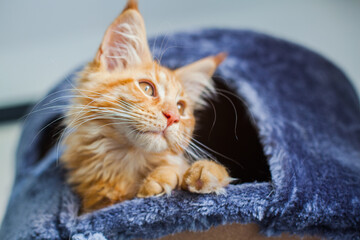 Maine Coon kitten in its gray soft home.