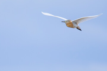 
Squacco heron  bird in free flight 