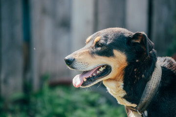 guard dog in the yard in the summer