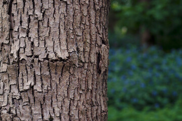 Textured tree bark background with blue flowers.