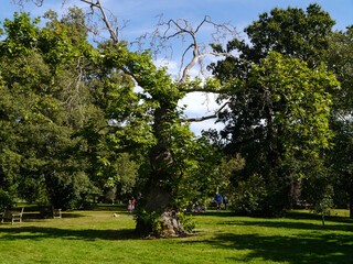 trees in the park