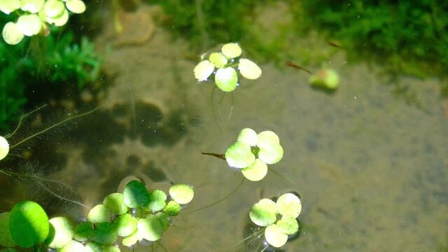 水草の中を泳ぐ屋外の金魚の稚魚