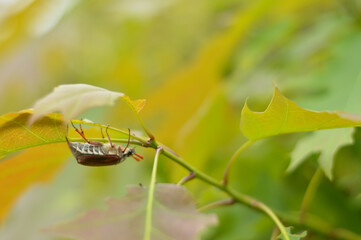 Blurred image of May beetle sitting on a young oak branch against the background of a spring forest.