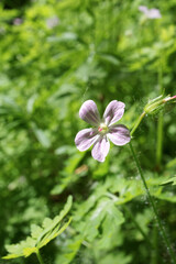 Geranium robertianum flower in macro, sunny summer nature