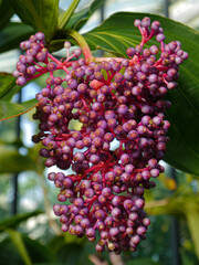 close up of berries
