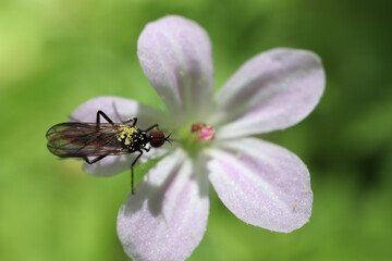 bibionidae in macro on the flower 