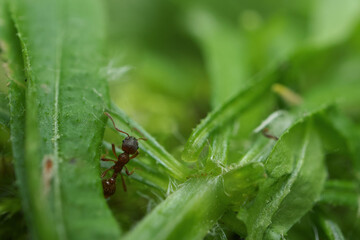 Ant in the summer forest