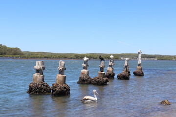 Pelicans, white and black large sea birds, sea faune nature
