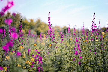 Naklejka premium Field of purple delphinium flowers