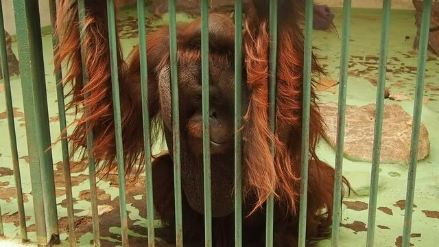 A very sad orangutan behind bars. A monkey with red hair sits and yearns. Orangutans, orangutan is a forest man, Pongo is a genus of arboreal monkeys, one of the closest to humans in DNA homology.