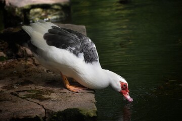 White muscovy duck in St. John, Barbados.