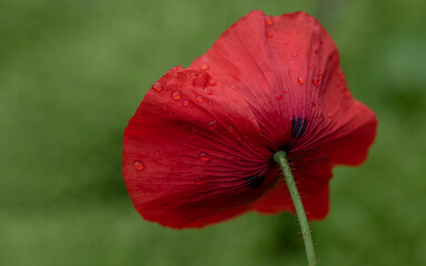 Red poppy flower covered with rain droplets macro