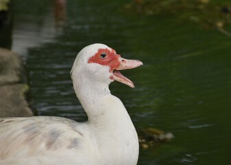 White muscovy duck in St. John, Barbados.
