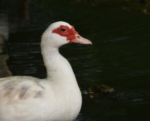 White muscovy duck in St. John, Barbados.