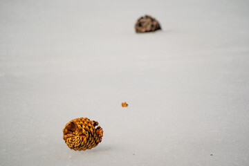 Pine cones start contrast with the frozen lake