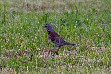 Fieldfare on the meadow, feeding, looking for worms and seeds.