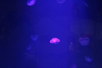 jellyfish in aquarium