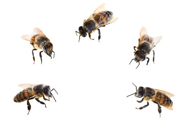 Group of five honey bees isolated on white background