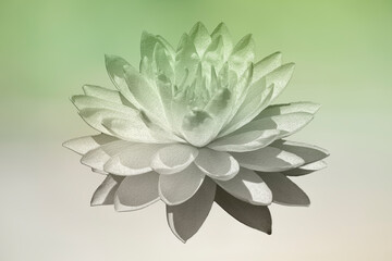 Ninfea logo, stilizzata, isolata.