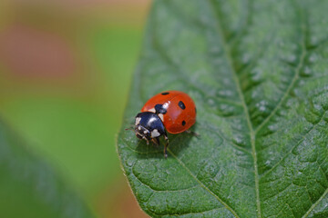 Au jardin : les coccinelles dévorent les pucerons sur un plan de haricots.