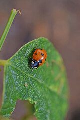 Au jardin : les coccinelles dévorent les pucerons sur un plan de haricots.