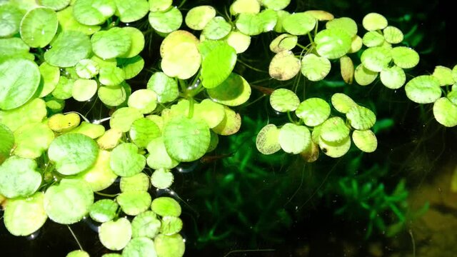 アマゾンフロッグピットの中を泳ぐ金魚の稚魚