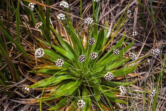 Paepalanthus 이미지 찾아보기 64 스톡 사진, 벡터 및 비디오 Adobe Stock