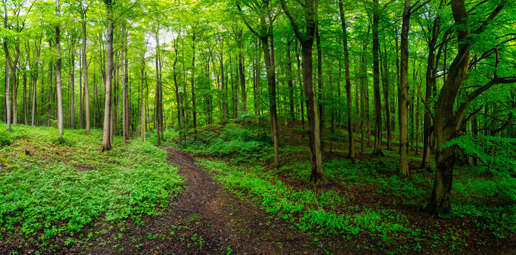 Wald, Sonne, Licht, Stimmung, Gr&uuml;n