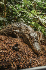 Crocodile dans la jungle