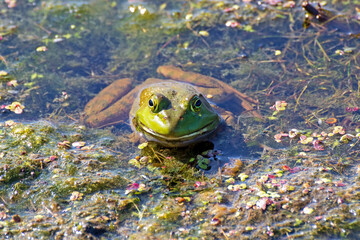 Bullfrog cooling off in shallow water, in summer. Only its head is above the surface, with duck weed helping it camouflage.