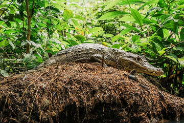 Fototapeta premium Crocodile dans la jungle