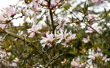 Stern Magnolie