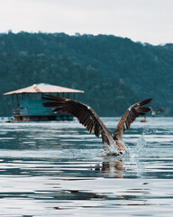 Pélican sur un lac, National Park