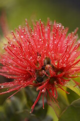 Close up of a red Ohia Lehua flower (metrosideros polymorpha), the official flower of island of Hawai'i. Vertical photo with selective focus. © Gabe Shakour