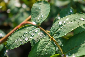Water drops after rain on the leaves of a dwarf mountain ash close-up, early spring on a warm sunny day, a bright beautiful background.