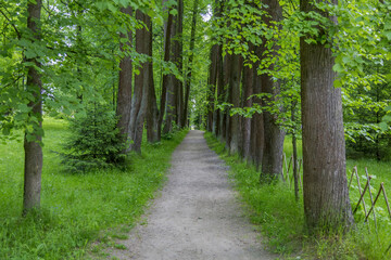 A path for pedestrians to walk in a green city park in the summer daytime