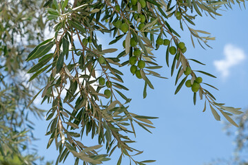 Olive tree branches with green olives