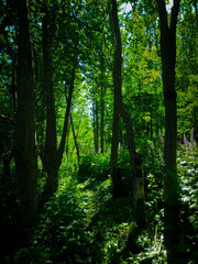 Fototapeta premium green forest in the morning