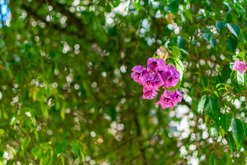 Impatiens walleriana flowers, in a tree