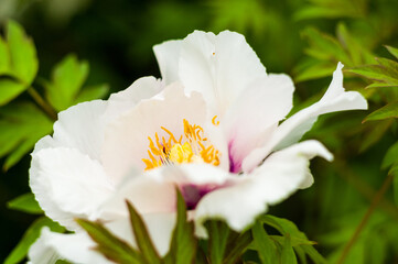 Beautiful natural background for valentine day, 8 march, and love theme, peony flowers Paeonia lactiflora, close up.