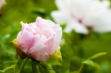 Beautiful natural background for valentine day, 8 march, and love theme, peony flowers Paeonia lactiflora, close up.