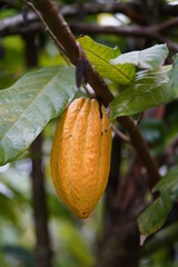Close-up of a single yellow Cacao fruit hanging on branch