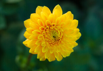 yellow dahlia flower