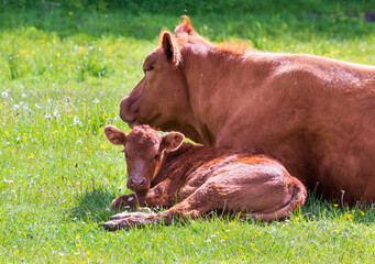 cow and calf in a green field