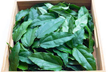 Fresh tiliacora triandra green leaves in wooden box