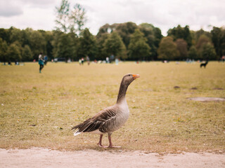 greylag goose in the park