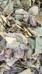 leaves on the ground