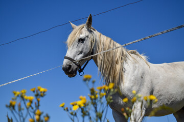 Detalle de caballo blanco