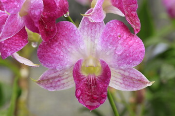 Pink Dendrobium orchid with fresh raindrops in Hawaii